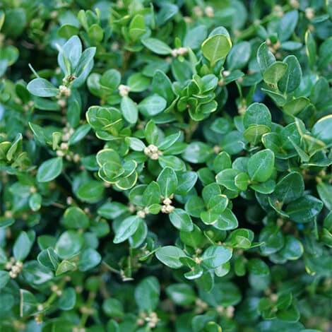 Boxwood, Proven Winners 'Neatball' (1 Gallon)