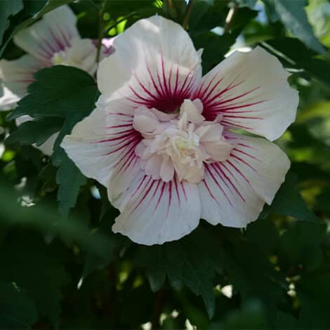 Hibiscus, Proven Winners 'Starblast Chiffon' (2 Gallon)