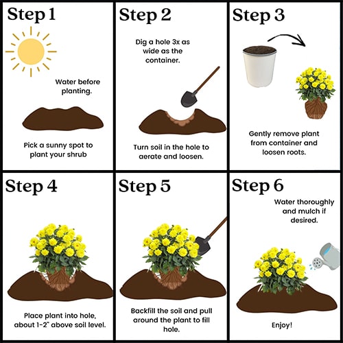 Dahlia, Yellow (2.6 Quart) - Image 4