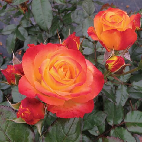 Rose, Proven Winners ' En Fuego' (2 Gallon)