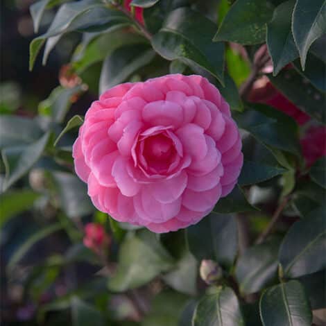 Camellia, Southern Living Plant Collection 'Early Wonder' (1 Gallon)