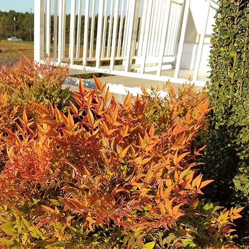 Nandina, FIRST EDITIONS 'Cool Glow Peach' (2 Gallon) - Image 4