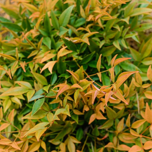 Nandina, FIRST EDITIONS 'Cool Glow Peach' (2 Gallon) - Image 3