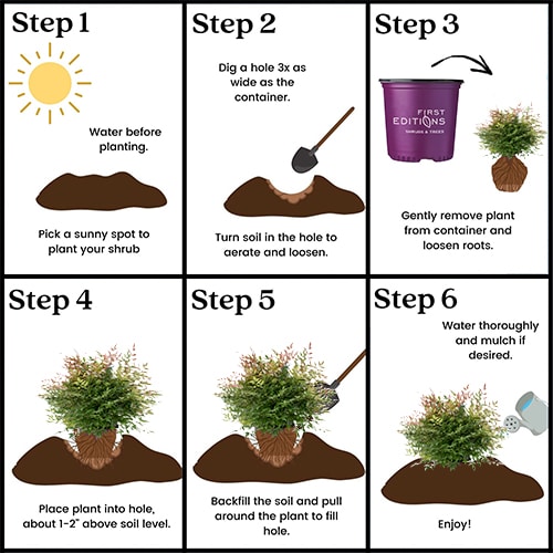 Nandina, FIRST EDITIONS 'Cool Glow Peach' (2 Gallon) - Image 8