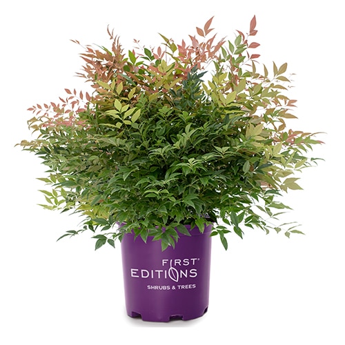 Nandina, FIRST EDITIONS 'Cool Glow Peach' (2 Gallon) - Image 2