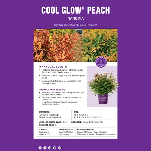 Nandina, FIRST EDITIONS 'Cool Glow Peach' (2 Gallon) - Image 6