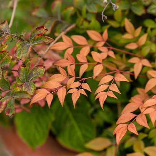 Nandina, FIRST EDITIONS 'Cool Glow Peach' (2 Gallon)