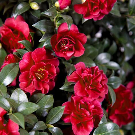 Camellia, Southern Living Plant Collection 'October Magic Ruby' (1 Gallon)