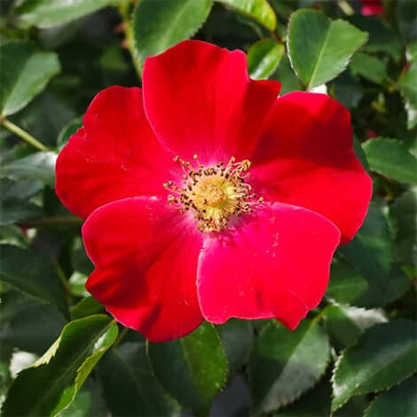 Rose, Drift 'Scarlet' (2 Gallon)