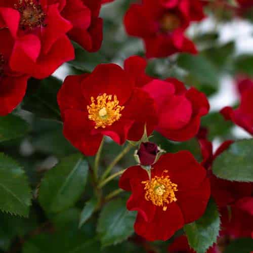 Rose, Drift 'Scarlet' (2 Gallon) - Image 4