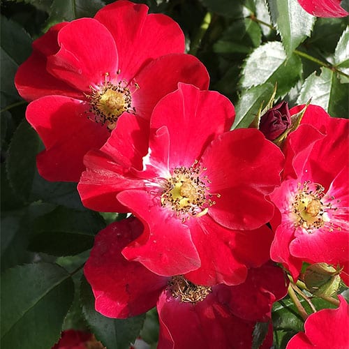 Rose, Drift 'Scarlet' (2 Gallon) - Image 3