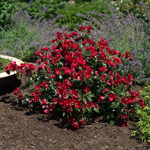 Rose, Drift 'Scarlet' (2 Gallon) - Image 5