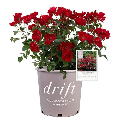 Rose, Drift 'Scarlet' (2 Gallon) - Image 2