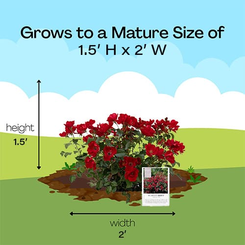 Rose, Drift 'Scarlet' (2 Gallon) - Image 10