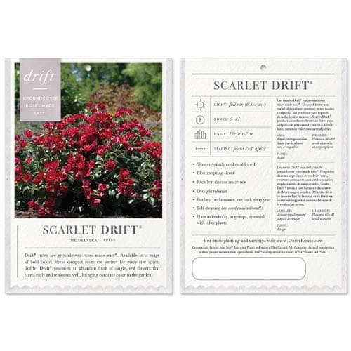 Rose, Drift 'Scarlet' (2 Gallon) - Image 7
